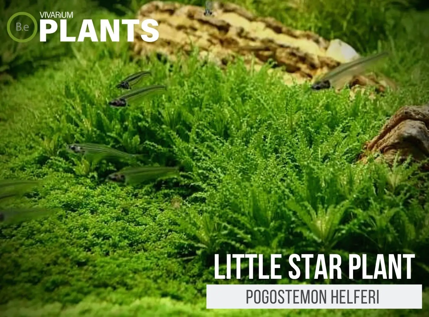 Pogostemon helferi "Little Star Plant" Plant Care Guide