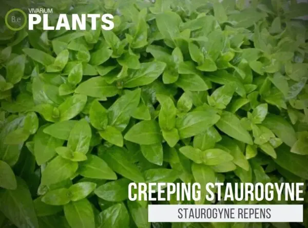 Staurogyne repens "Creeping Staurogyne" Plant Care Guide