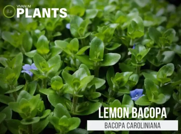 Bacopa caroliniana "Lemon Bacopa" Plant Care Guide