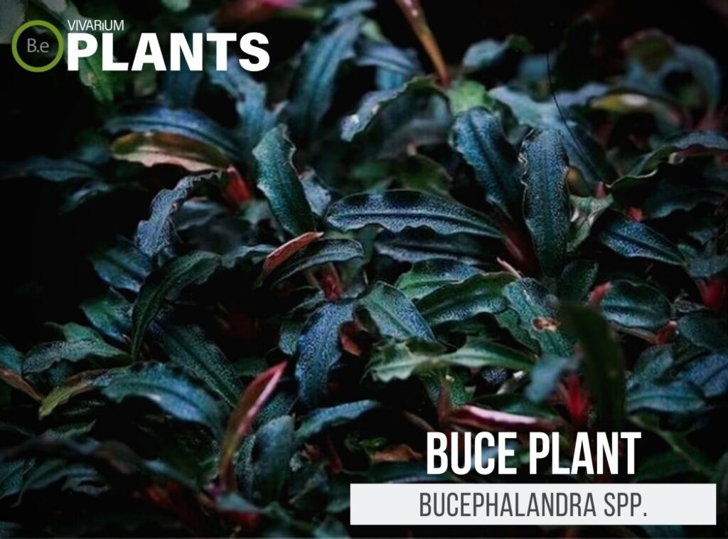 Unveiling 10 Of The Best Aquatic Plants For Aquariums