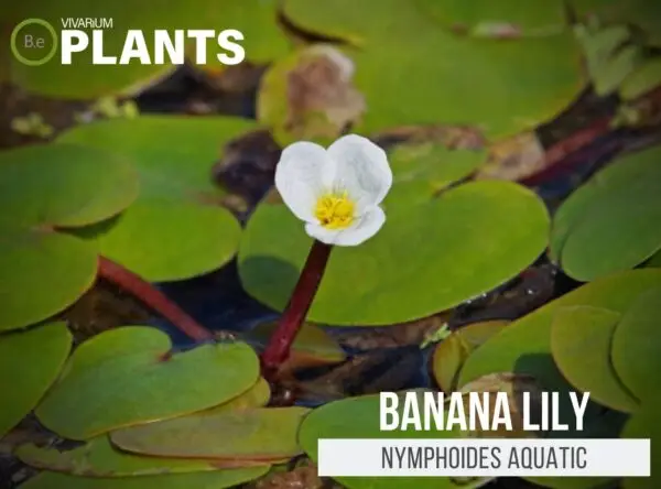 Nymphoides aquatica "Banana Lily" Plant Care Guide
