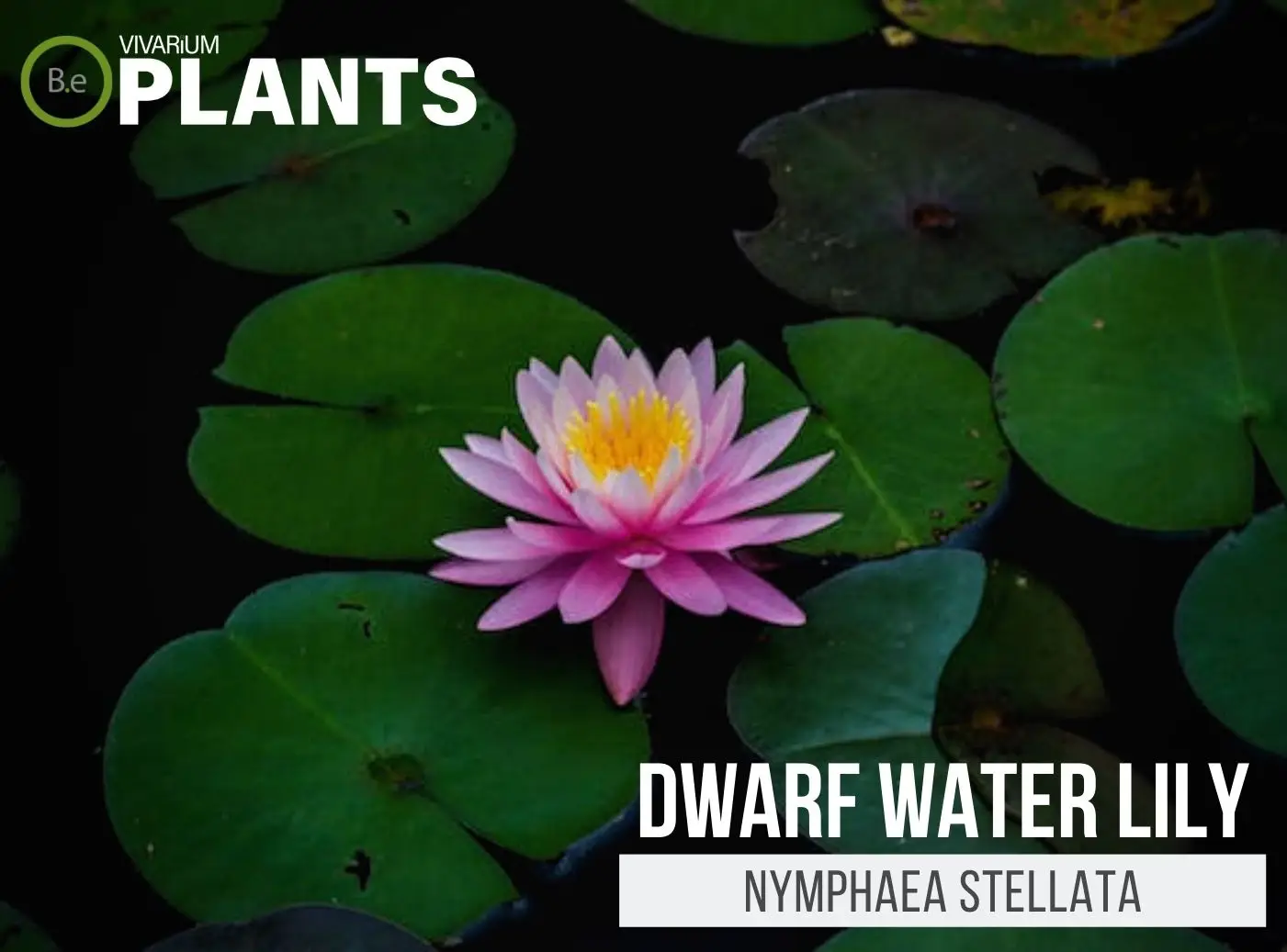Nymphaea stellata "Dwarf Water Lily" Plant Care Guide