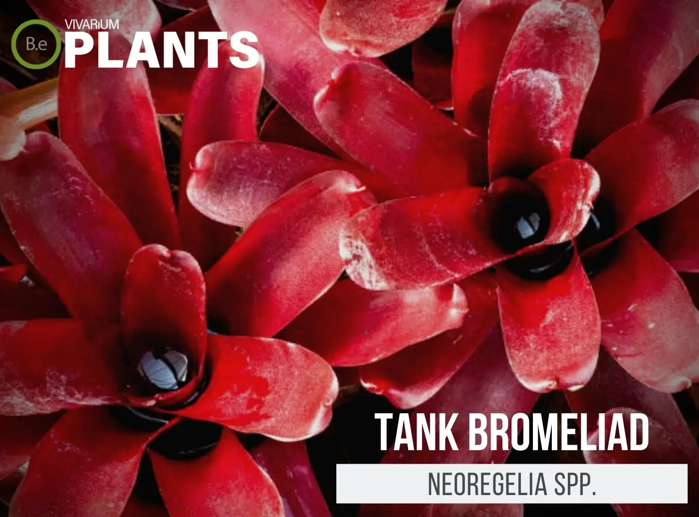 Tank Bromeliad "Neoregelia spp" Plant Care Guide
