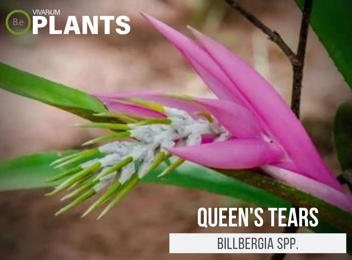 Queen's Tears "Billbergia spp." Plant Care Guide