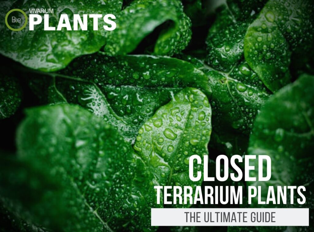 50+ Ideal Closed Terrarium Plants | Care Guide + Tips