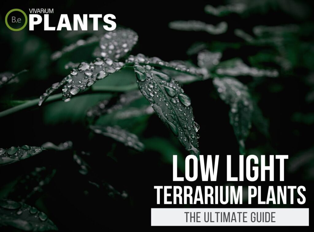 15 LowLight Terrarium Plants That Practically Grow In Dark!