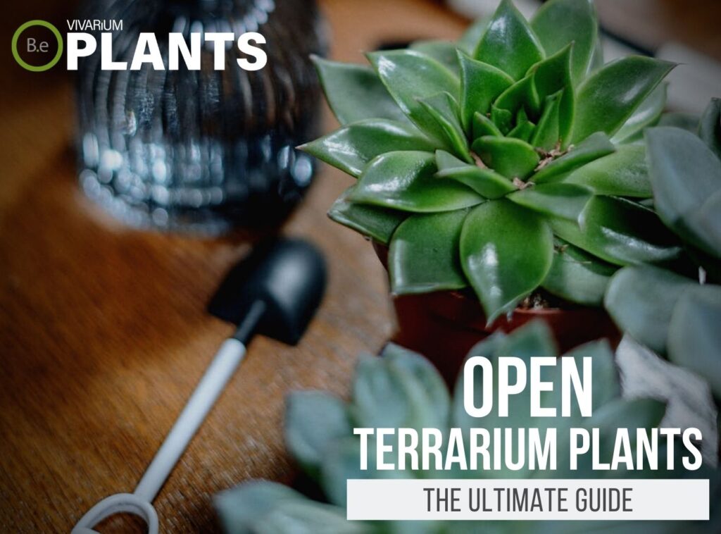 50+ incredibly Open Terrarium Plants Care Guide + Tips