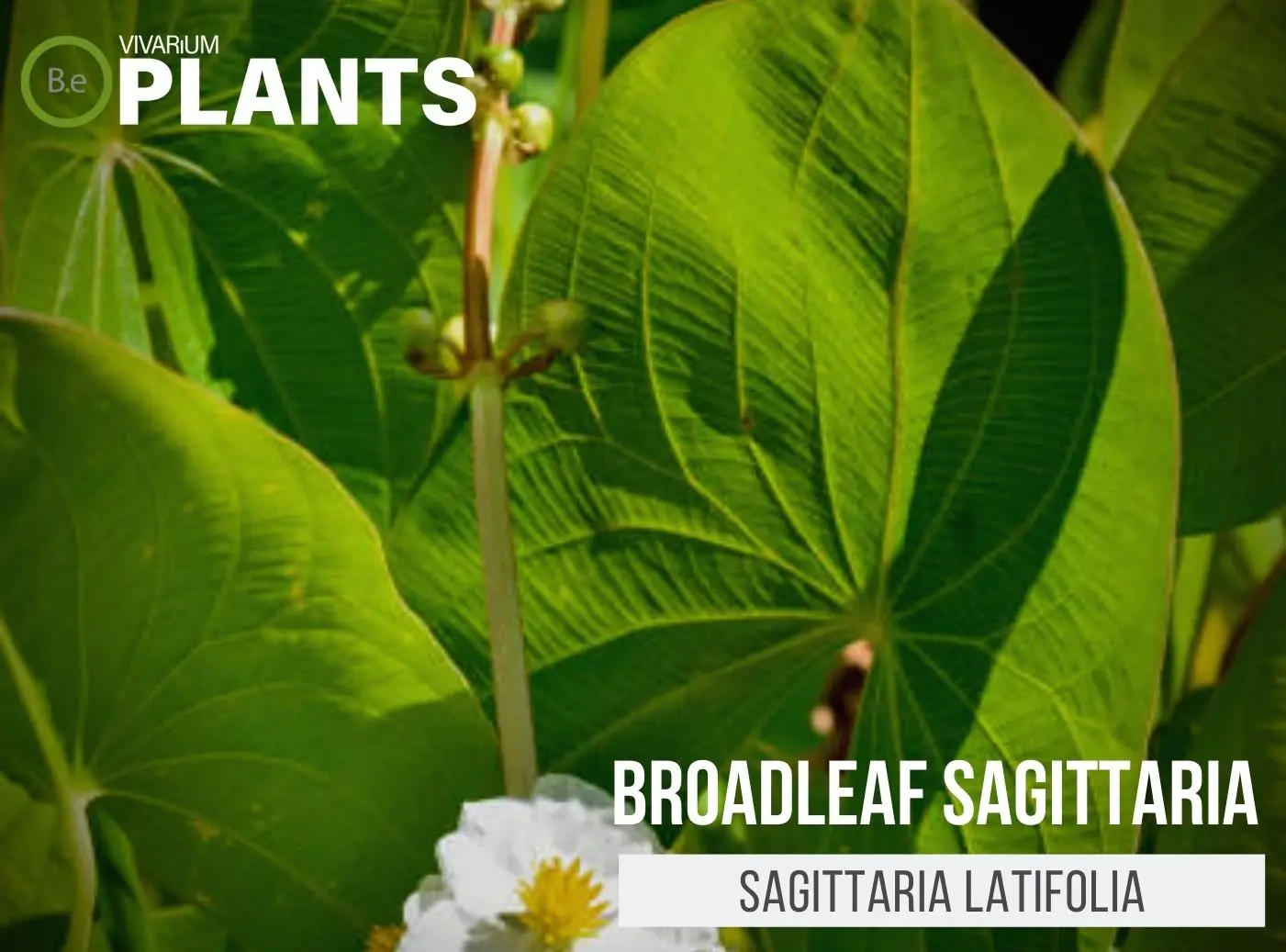 Broadleaf Sagittaria latifolia Care Guide | Aquarium Plant