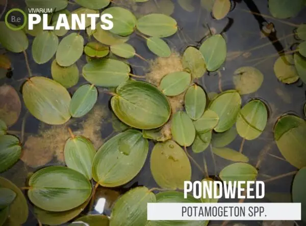 potamogeton spp. "Pondweed" Care Guide | Aquarium Plant