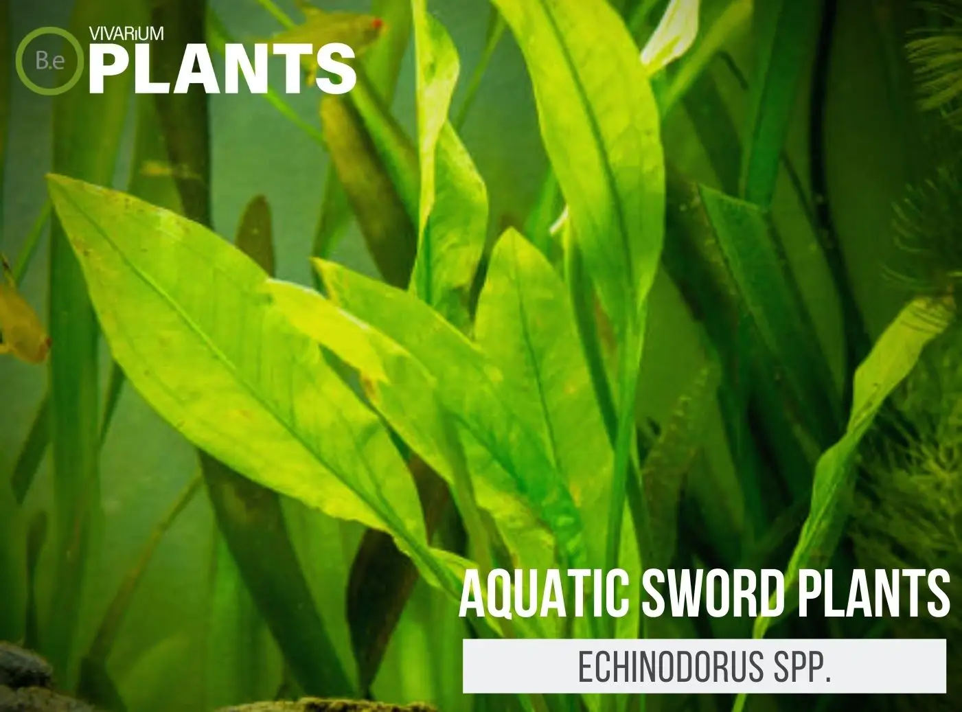 Echinodorus spp. "Sword Plants" Care Guide | Aquarium Plant
