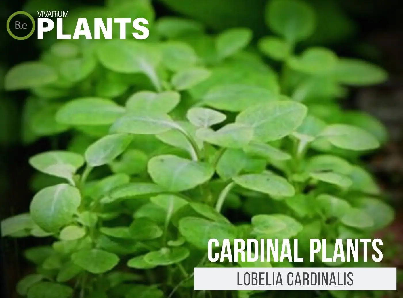 Lobelia cardinalis "Aquatic Cardinal Plant" Care Guide