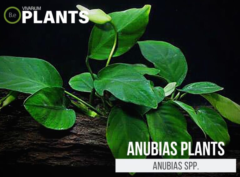 8+ Marginal Plants To Submerge Your Pond & Aquarium With!
