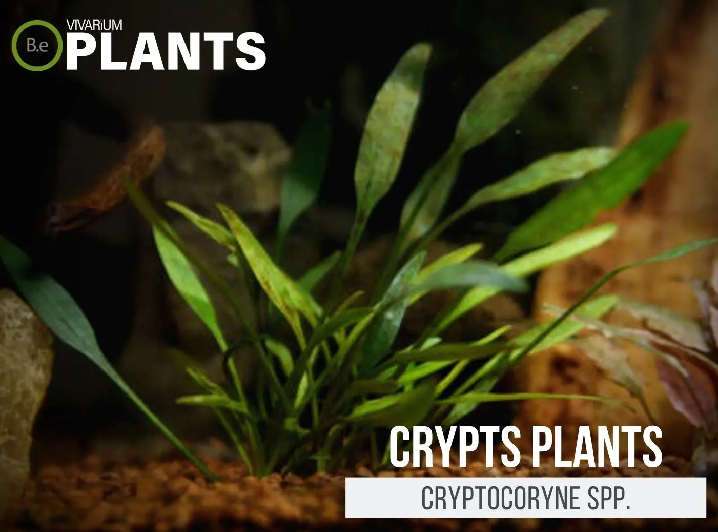 The Ultimate Cryptocoryne spp. "Crypts" Care Guide