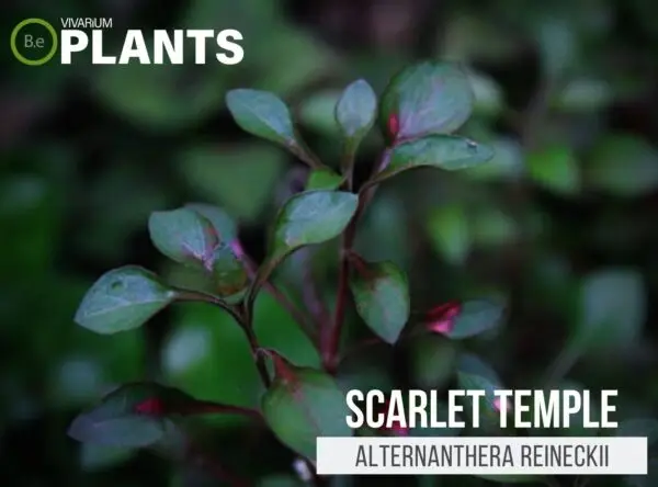 Alternanthera reineckii "Scarlet Temple" Plant Care Guide