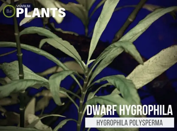 Hygrophila polysperma "Dwarf Hygrophila" Plant Care Guide