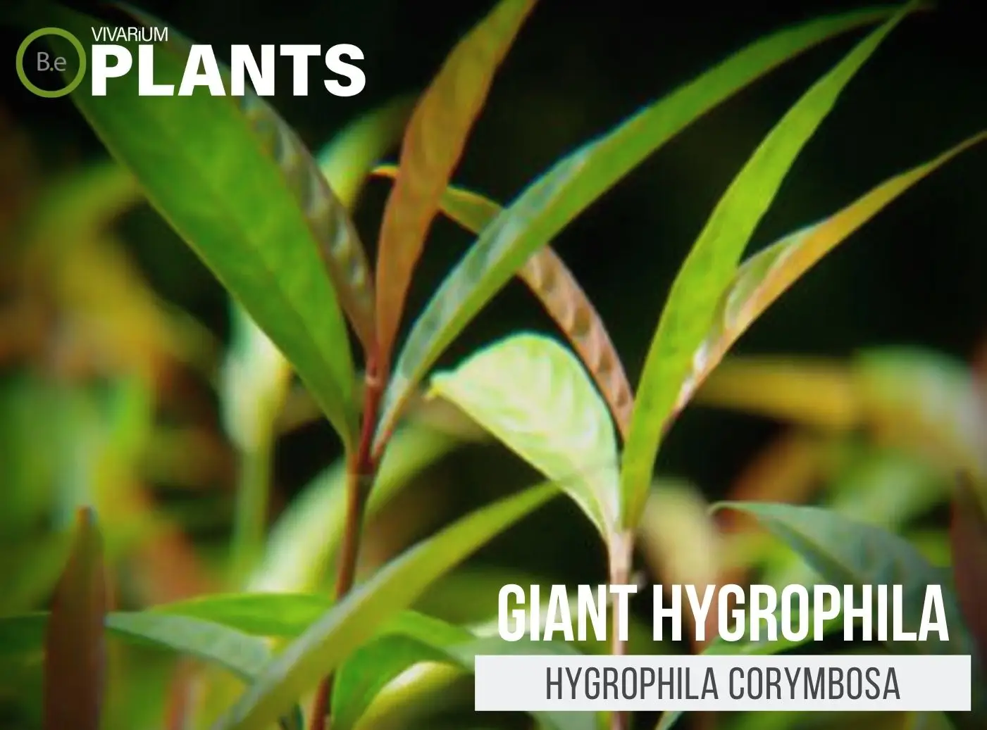 Hygrophila corymbosa "Giant Hygrophila" Plant Care Guide