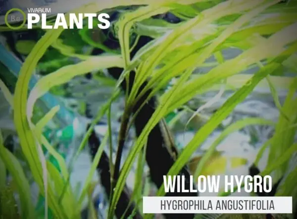 Hygrophila angustifolia "Willow Hygro" Plant Care Guide