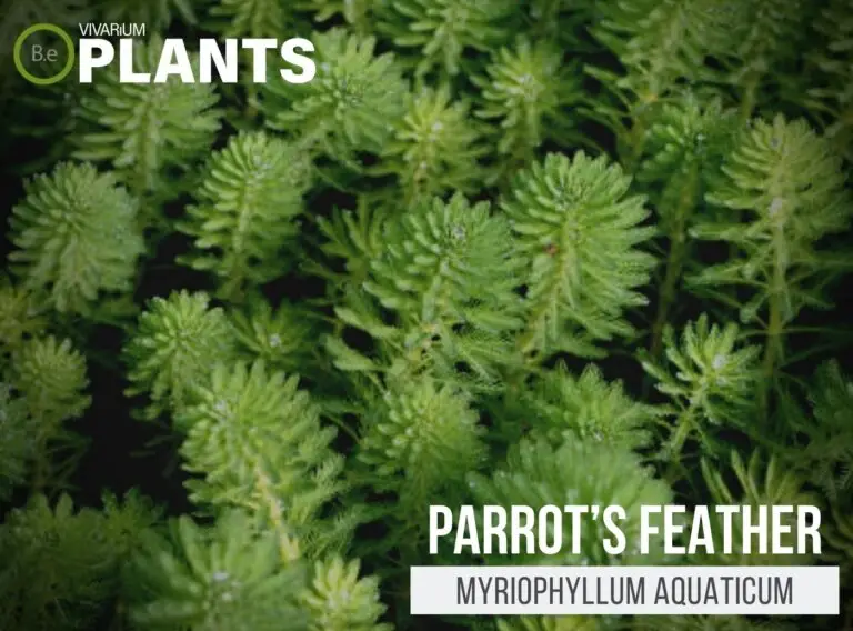 Myriophyllum Aquaticum "Parrot's Feather" Plant Care Guide