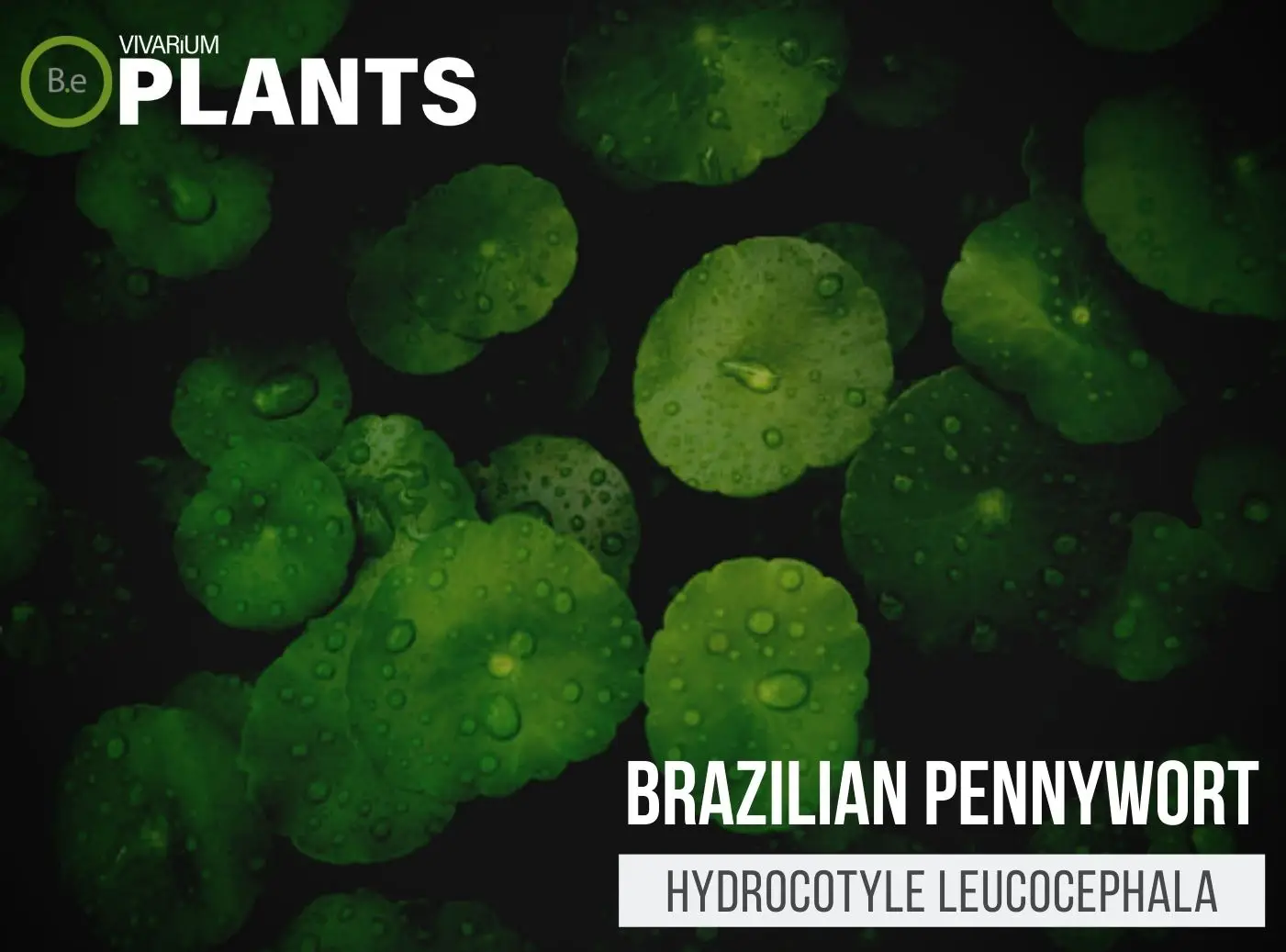 Hydrocotyle leucocephala "Brazilian Pennywort" Plant Care Guide