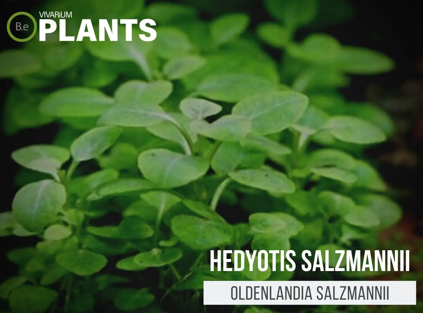 Oldenlandia salzmannii "Hedyotis Salzmannii" Plant Care Guide