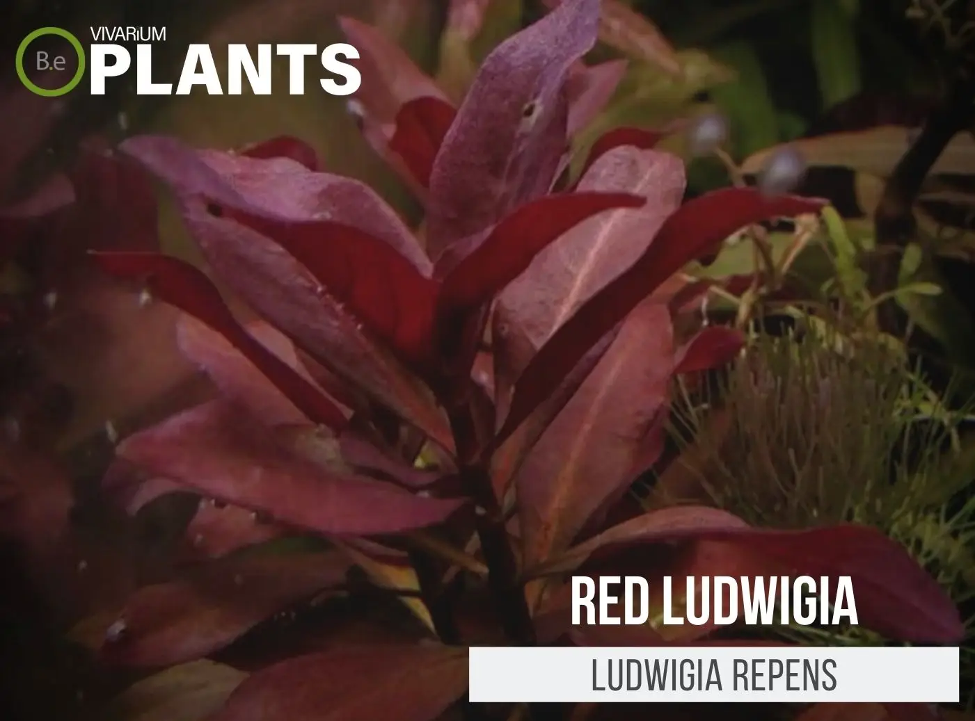 Ludwigia Repens "Red Ludwigia" Plant Care Guide