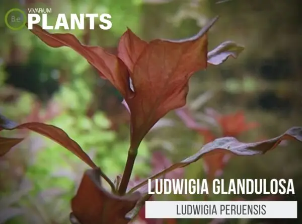 Ludwigia Glandulosa "Ludwigia Peruensis" Plant Care Guide