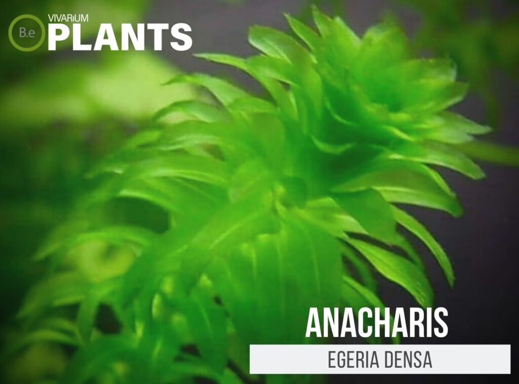 These Aquarium Stem Plants Will Make Your Tank Glow!