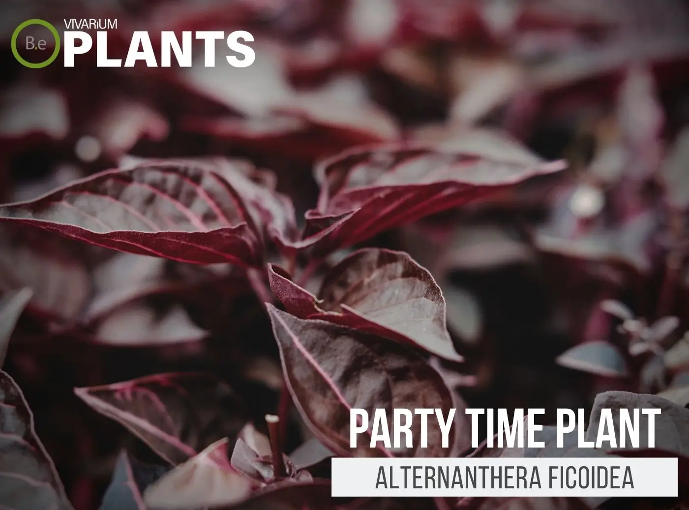 Alternanthera ficoidea "Party Time Plant" | The Care Guide