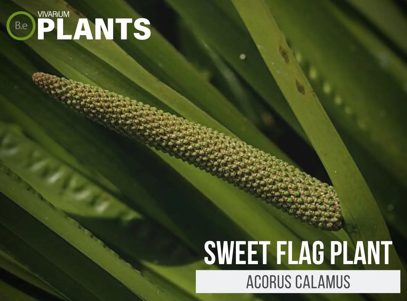 Acorus calamus "Sweet Flag" Plant Care Guide