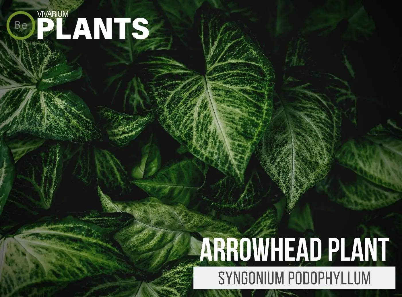 Alternanthera Ficoidea Arrowhead Plant Plant Care Guide 1728