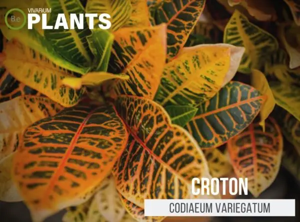 Codiaeum variegatum "Croton" Plant Care Guide