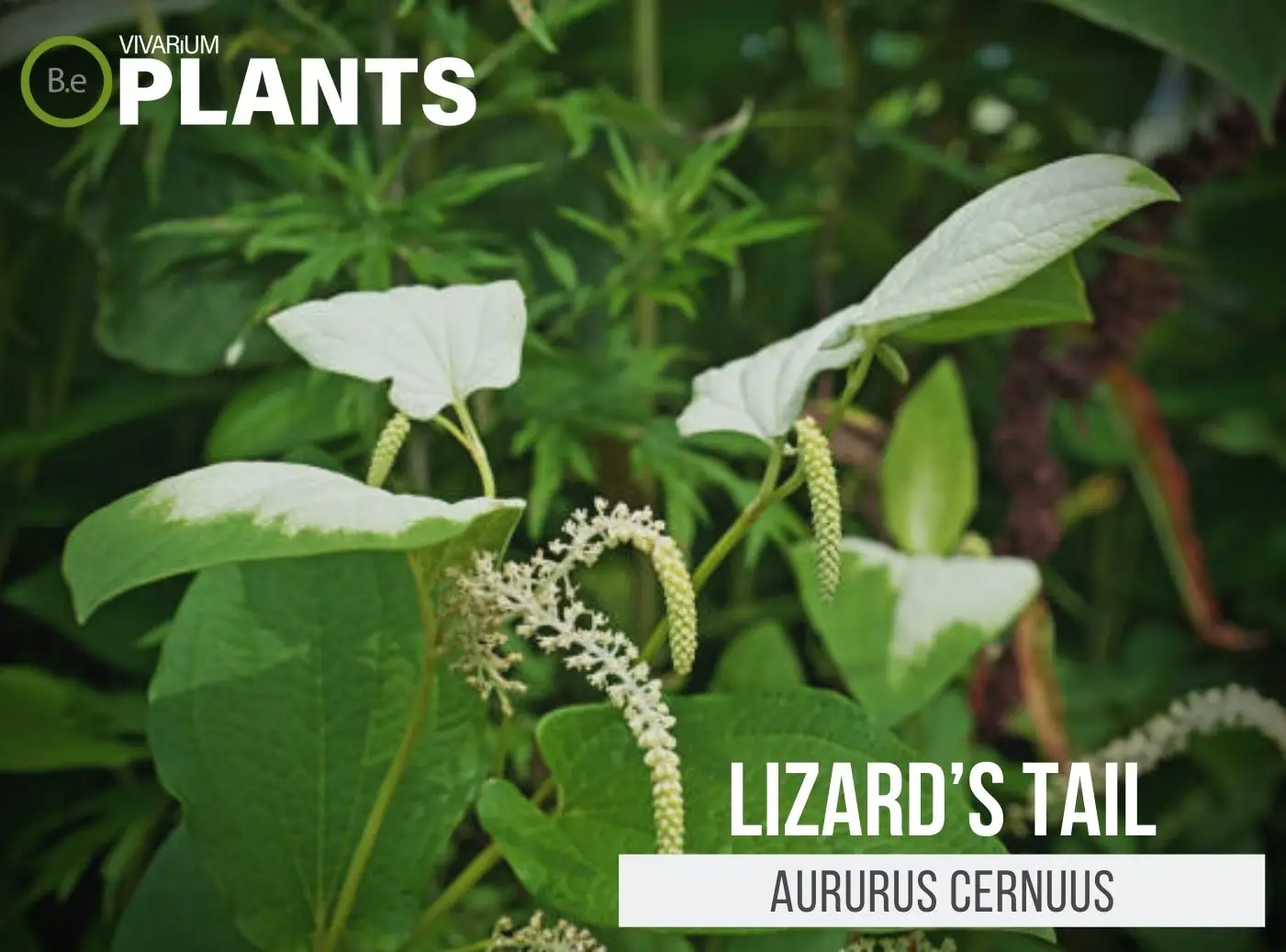 Saururus cernuus "Lizard’s Tail" Plant Care Guide