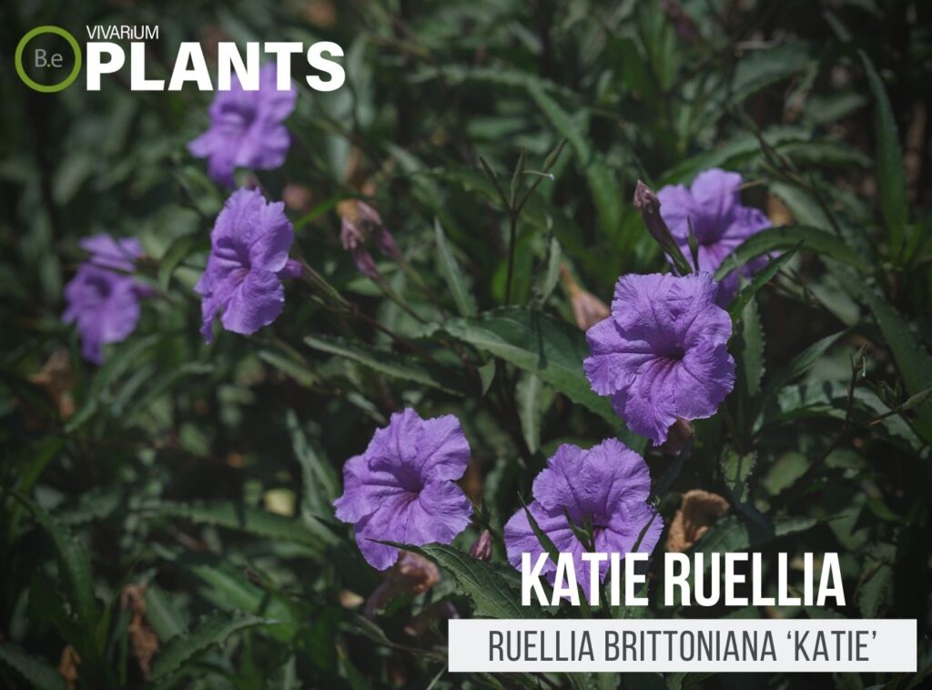Alternanthera ficoidea party time plant the care guide