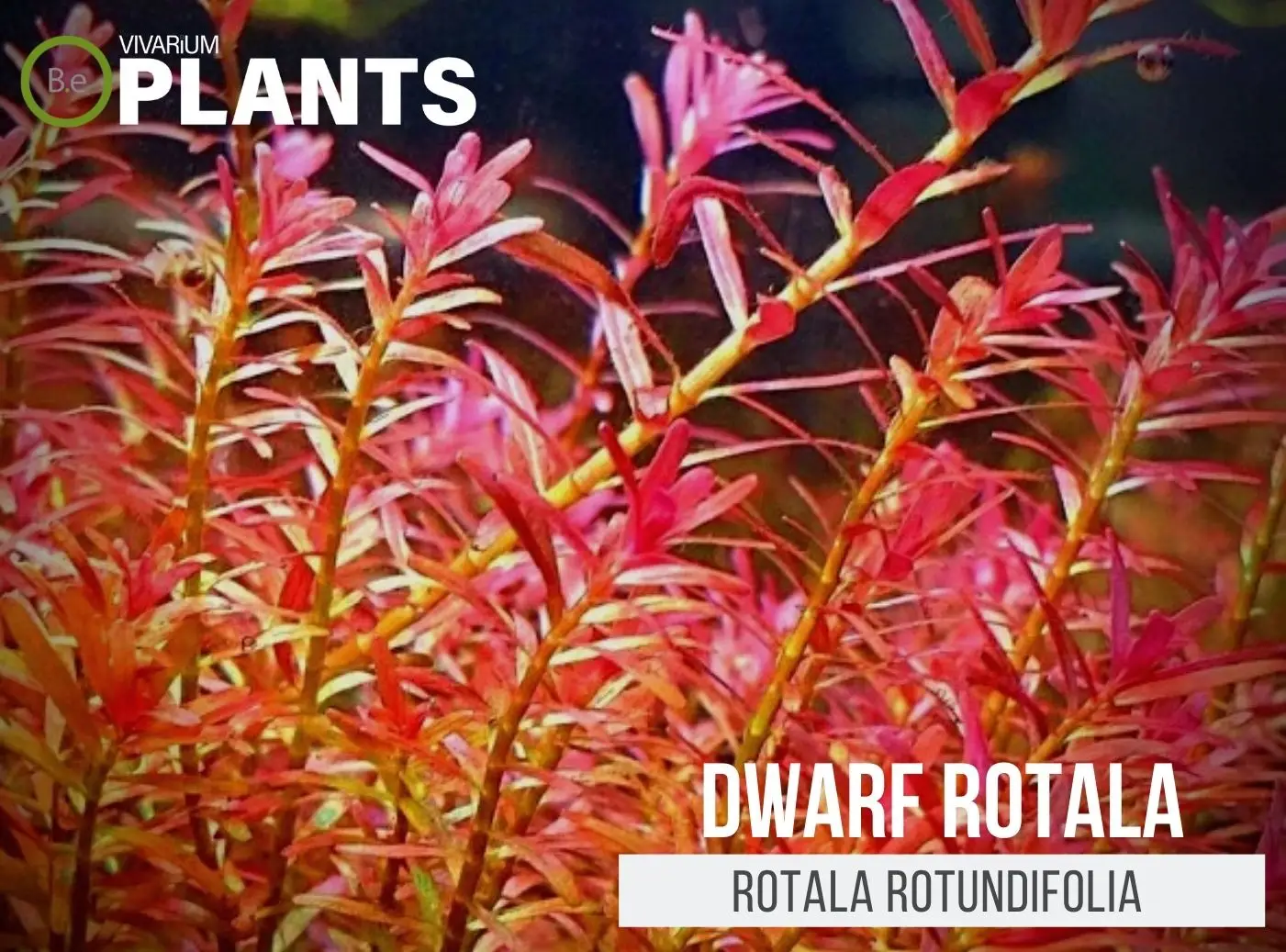 Rotala rotundifolia "Dwarf Rotala" Plant Care Guide
