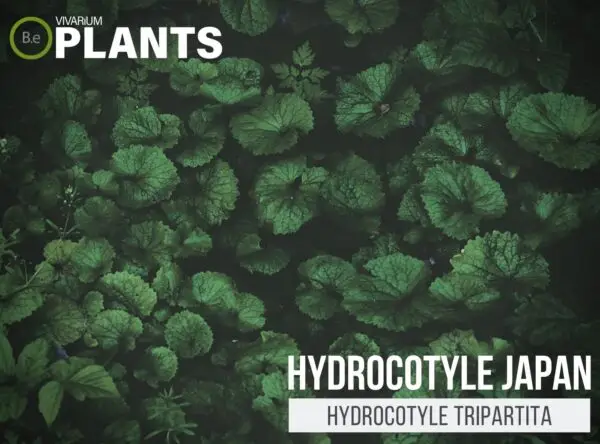 Hydrocotyle tripartita "Hydrocotyle Japan" Plant Care Guide