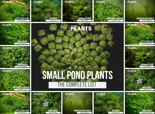 The Perfect Small Pond Plants for Mini Ponds and Aquariums