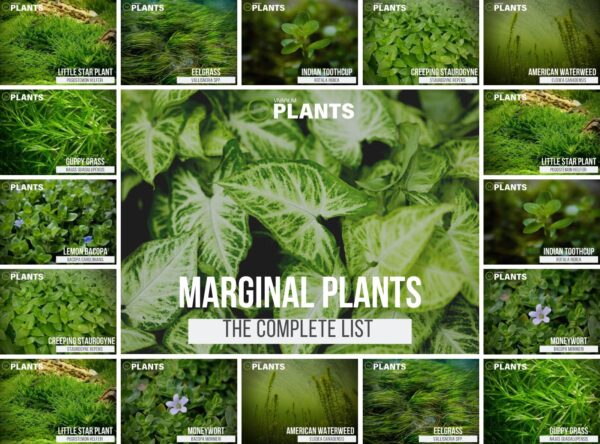 The Best Marginal Plants For Ponds and Aquariums