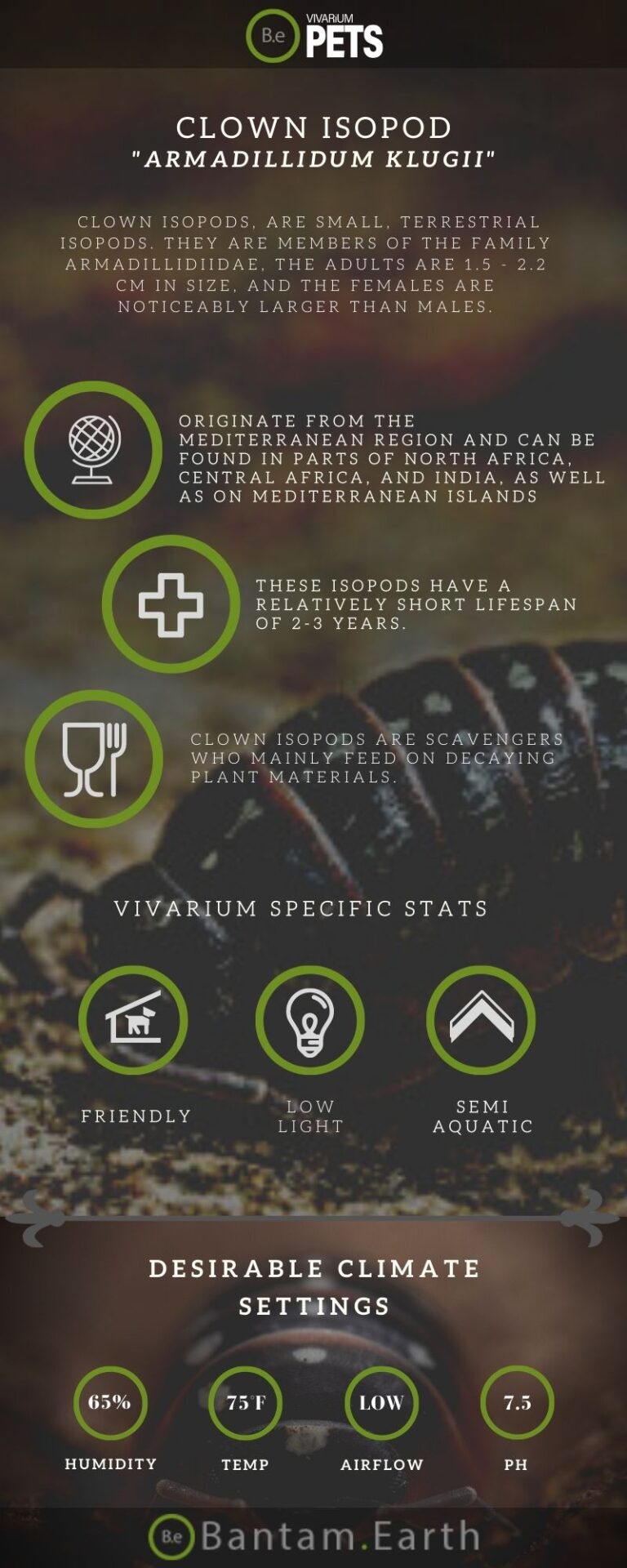 A Complete Armadillidium Klugii 
