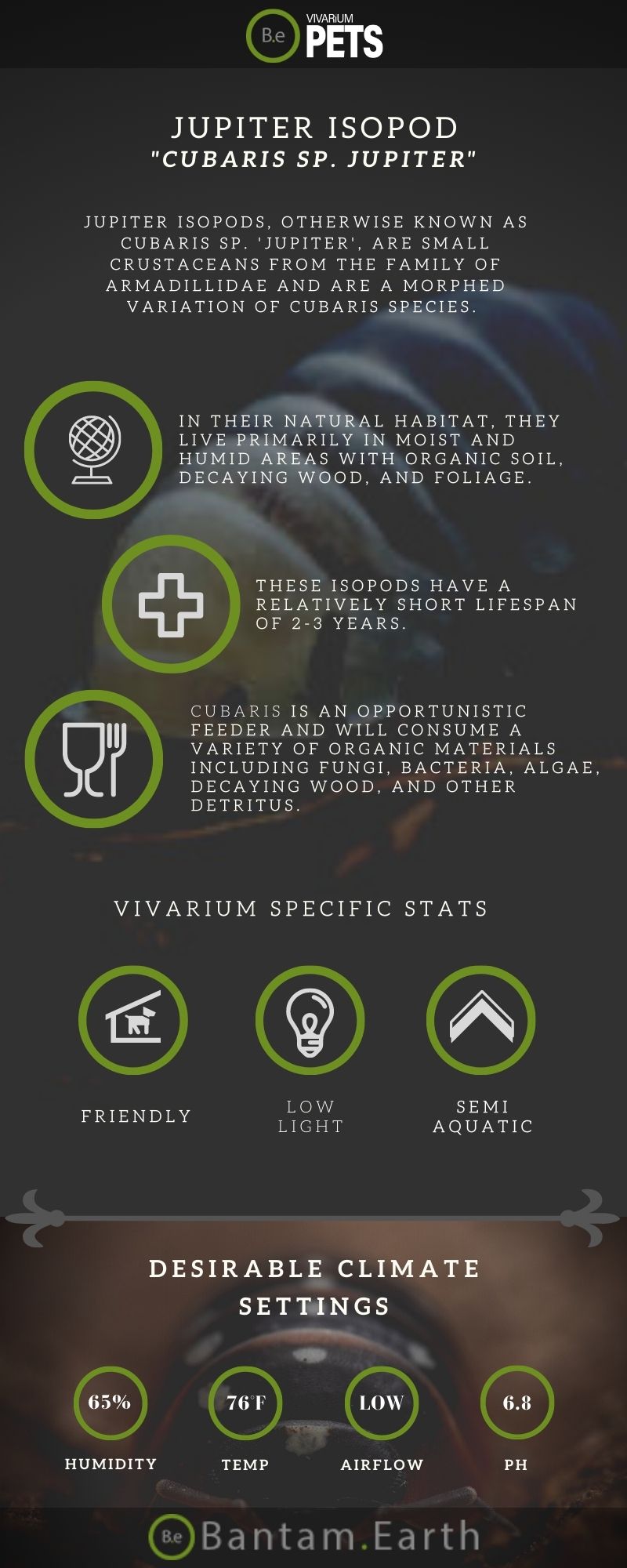 The Complete Cubaris Jupiter Isopods Care Guide!