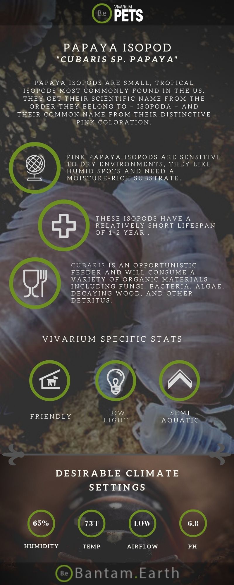 A Cubaris Murina "Pink Papaya Isopods" Care Guide