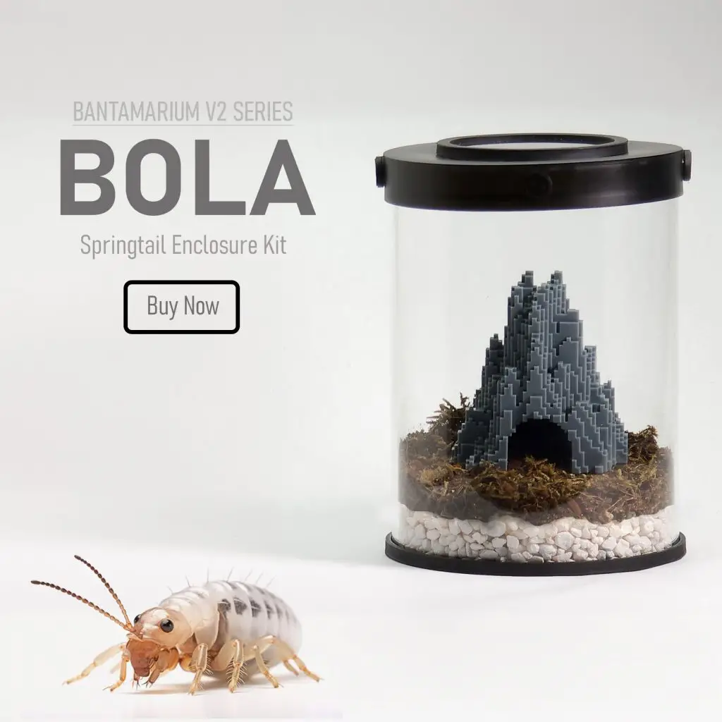 Customizable Springtail Terrarium Kit | Bantam-V2 Bola