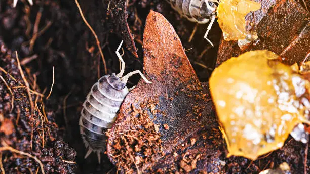 How to feed isopods