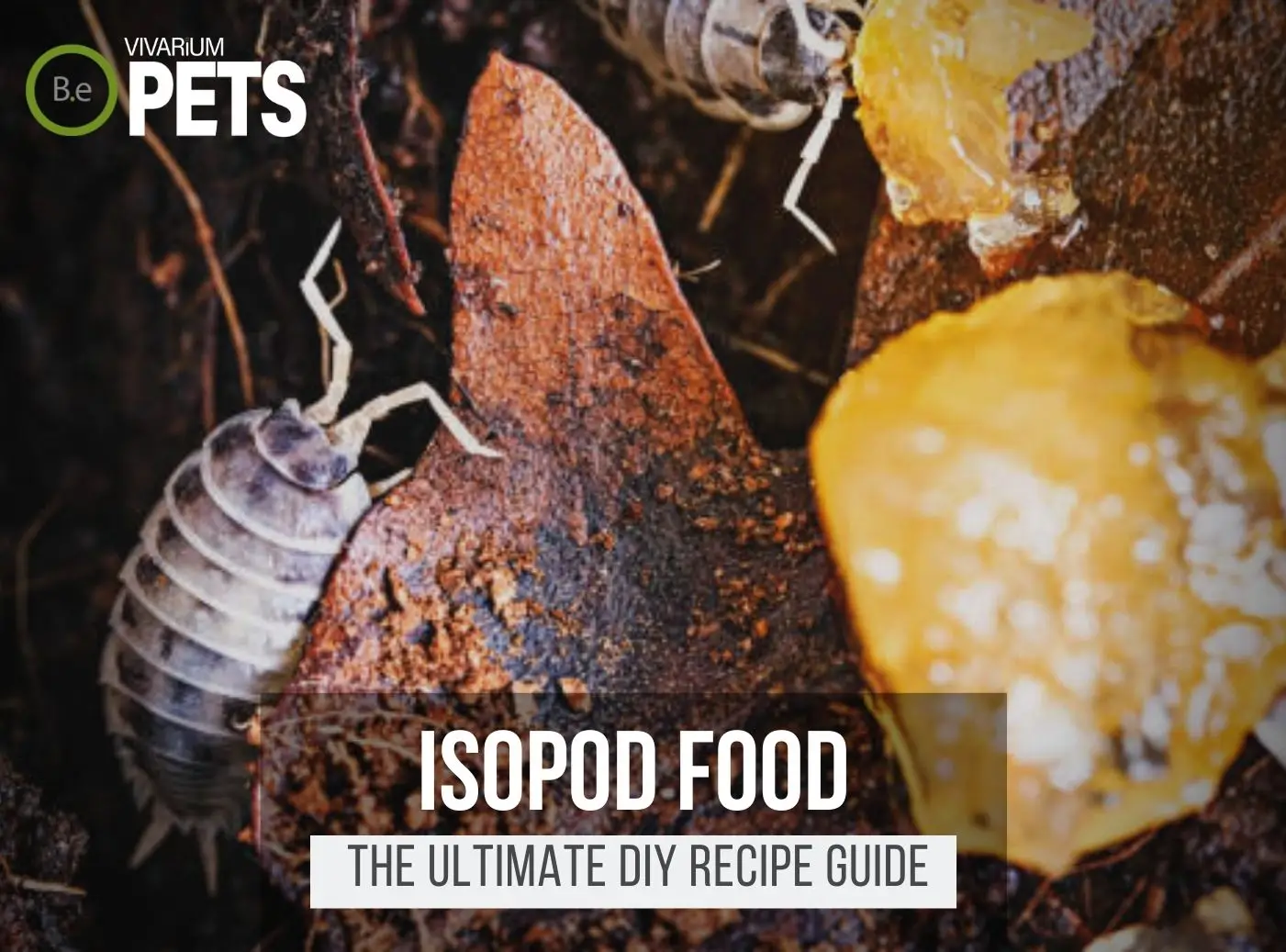 What Do Isopods Eat? + A Fun DIY Isopod Food Recipe!