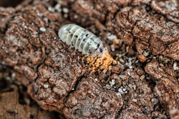 How To Culture Isopods