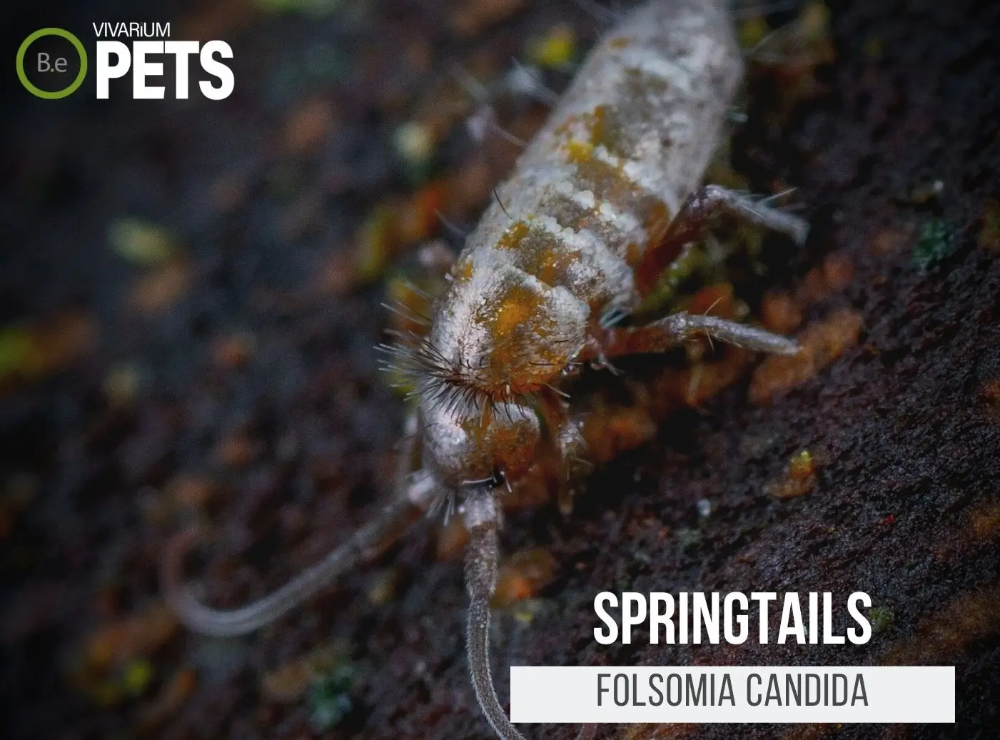 Collembola Sp. Indigo Blue Springtail