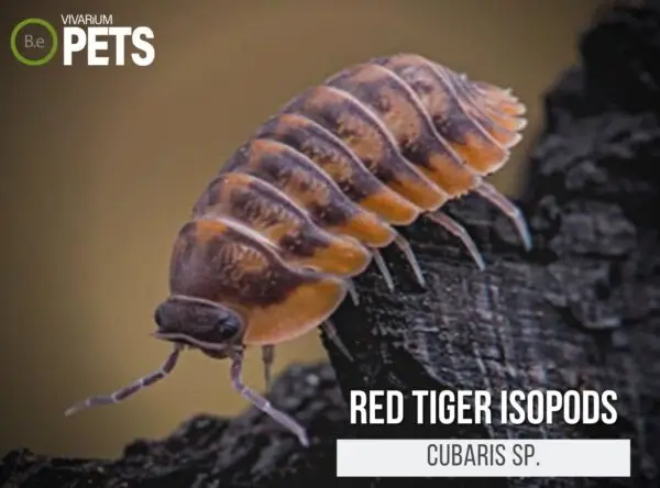 The Complete Cubaris Red Tiger Isopods Care Guide!