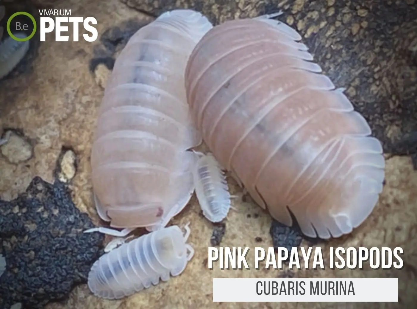 A Cubaris murina "Pink Papaya Isopods" Care Guide