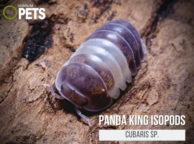 Cubaris Isopods: 6 Things To Know BEFORE You Buy!