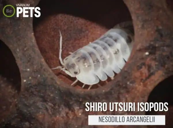 The Nesodillo Archangeli "Shiro Utsuri Isopod" Care Guide!