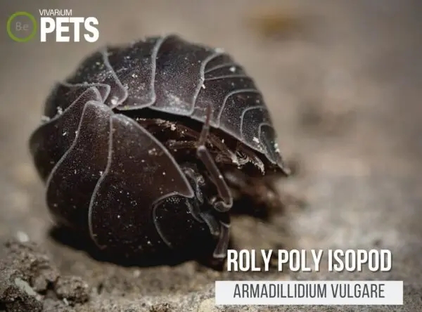 Pest To Pets: A Pill Bug (Armadillidium vulgare) Care Guide